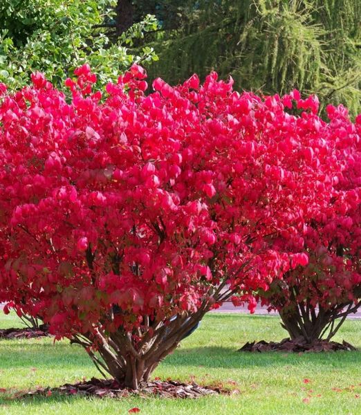Euonymus europaeus 'Red Cascade'